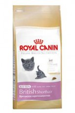 KITTEN BRITISH SHORTHAIR для британских короткошерстных котят  фото